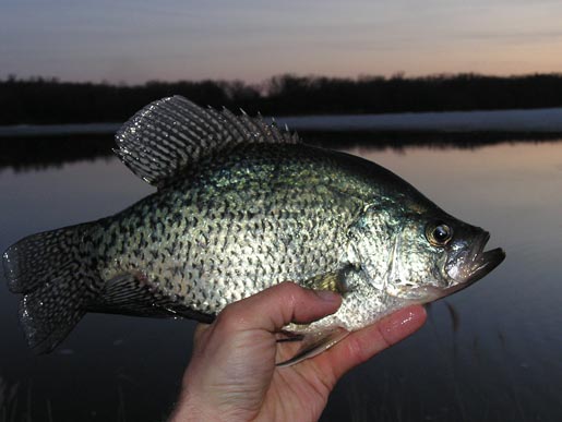 crappie0003