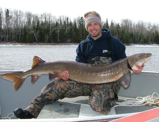 sturgeon