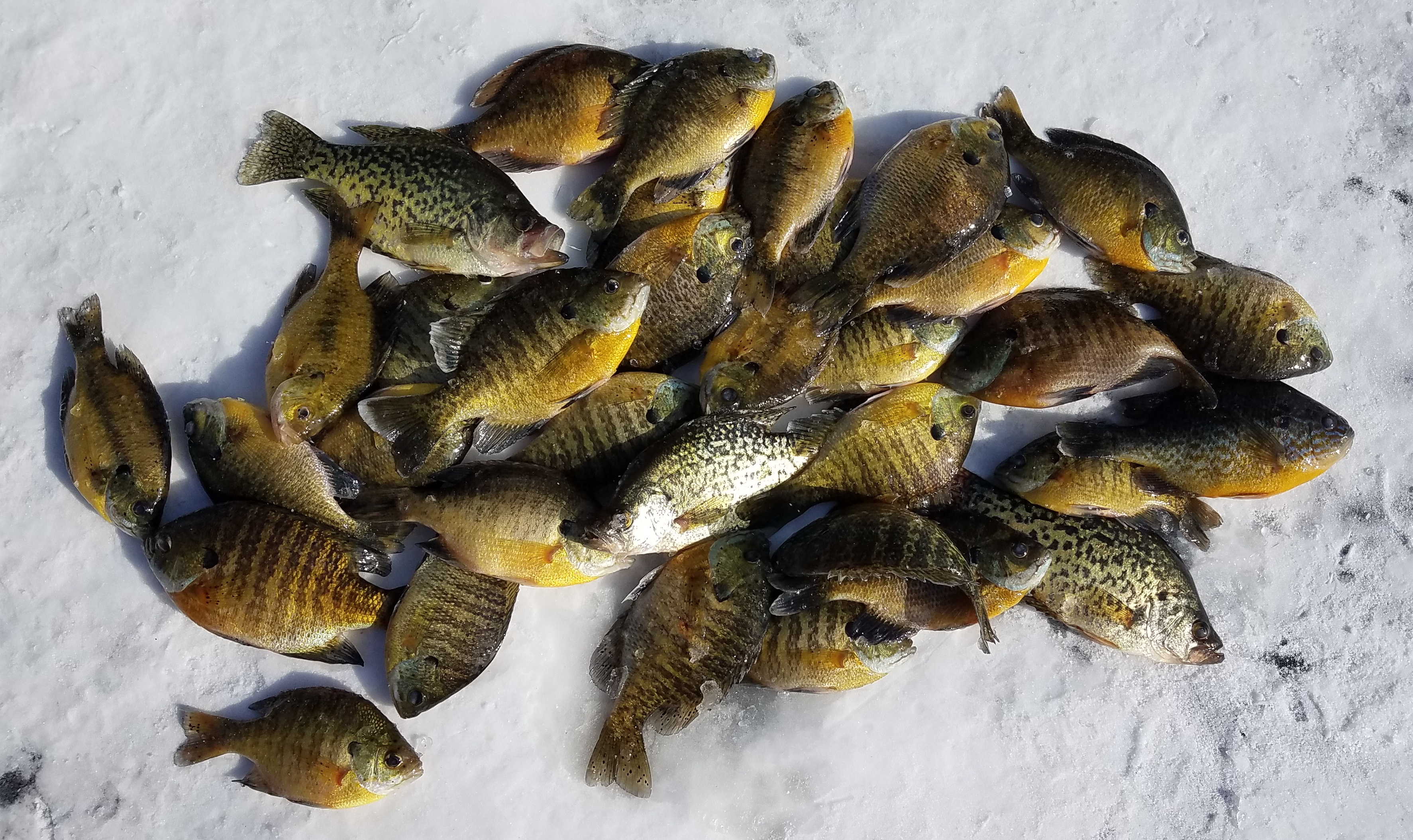 Mess of Panfish