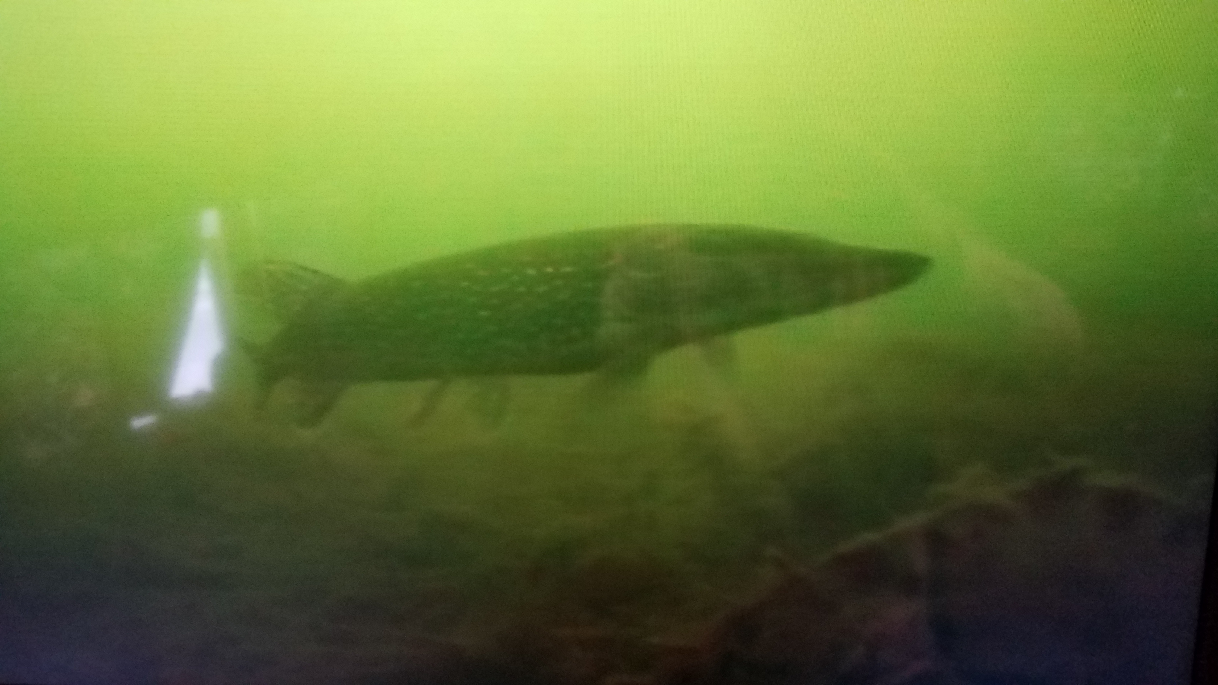 Underwater Pike